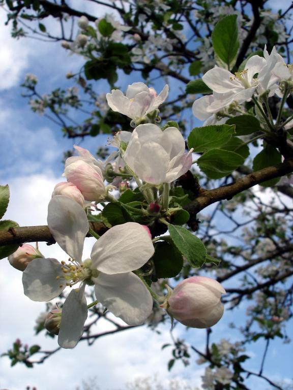 Meilhan-sur-Garonne Gite Au Jardin חדר תמונה